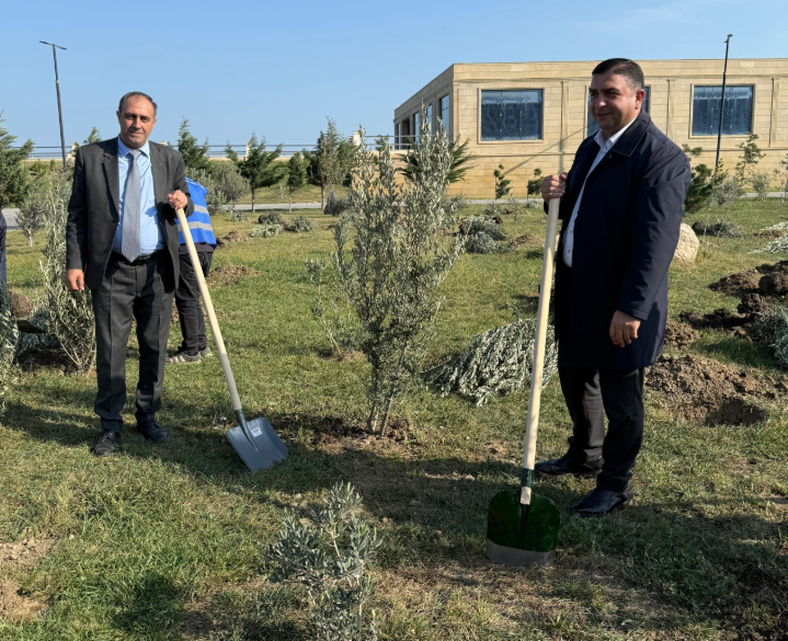 Sumqayıt Bələdiyyəsi tərəfindən 1000 ədəd zeytun ağacı əkilib - FOTOLAR